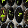 Downley Gardening Society